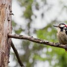 A proud mother !   Dendrocopos major / Great Spotted Woodpecker